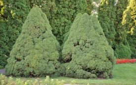 Natura II. Wojda Rafał