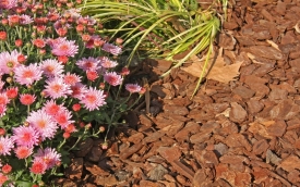 Natura II. Wojda Rafał