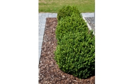 Natura II. Wojda Rafał