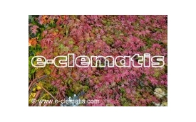 E-CLEMATIS