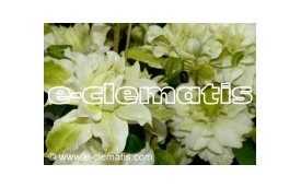 E-CLEMATIS