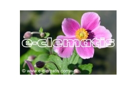 E-CLEMATIS