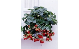 Zakład Ogrodniczy Janusz Łobanowski