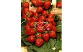 Zakład Ogrodniczy Janusz Łobanowski