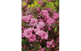 Zakład Ogrodniczy Janusz Łobanowski