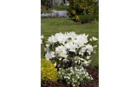 Zakład Ogrodniczy Janusz Łobanowski