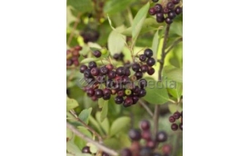 Zakład Ogrodniczy Janusz Łobanowski