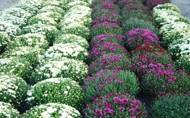 Giełda Kwiatów w Częstochowie