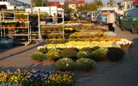 Giełda Kwiatów w Częstochowie