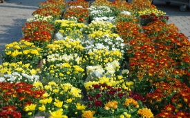 Giełda Kwiatów w Częstochowie