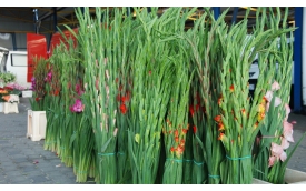 Giełda Kwiatów w Częstochowie