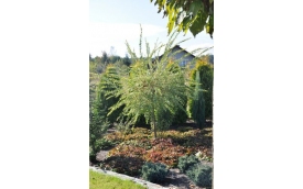 Małgorzata Tylec  Projektant ogrodów