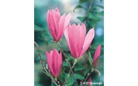 Centrum Ogrodnicze TRACZ