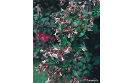 Centrum Ogrodnicze TRACZ