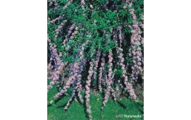 Centrum Ogrodnicze TRACZ