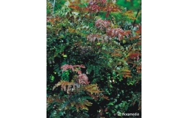 Centrum Ogrodnicze TRACZ