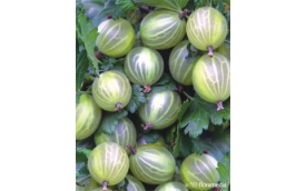 Centrum Ogrodnicze TRACZ