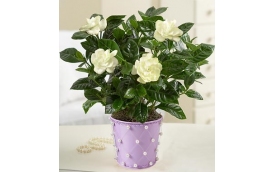 Ogród Śląski Antoni Żurek