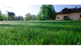 Dawid Centrum Ogrodnicze