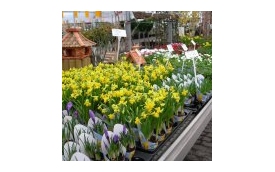 Centrum Ogrodnicze Kalisiak