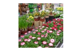 Centrum Ogrodnicze Kalisiak