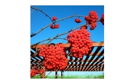 Centrum Ogrodnicze Kalisiak