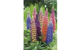 Zakład Ogrodniczy Janusz Łobanowski - Blog