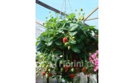 Zakład Ogrodniczy Janusz Łobanowski - Blog