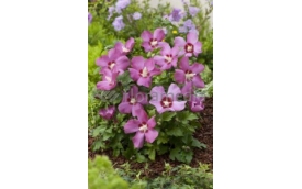 Zakład Ogrodniczy Janusz Łobanowski - Blog