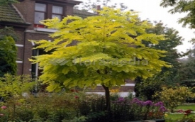 Zakład Ogrodniczy Janusz Łobanowski - Blog