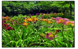 LARIX - USŁUGI OGRODNICZE I PORZĄDKOWE