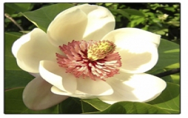 LARIX - USŁUGI OGRODNICZE I PORZĄDKOWE