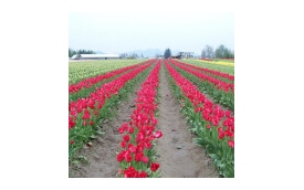 Porady.kwiaty-ogrody.pl