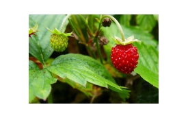 Porady.kwiaty-ogrody.pl