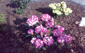 MARKOWE OGRODY - Marek Pęcikiewicz