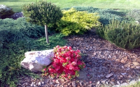 MARKOWE OGRODY - Marek Pęcikiewicz