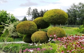 Szkółka Krzewów Ozdobnych Wrzos