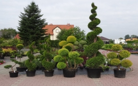 Szkółka Krzewów Ozdobnych Wrzos