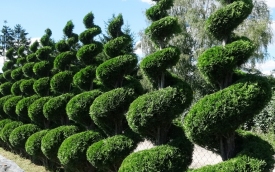 Szkółka Krzewów Ozdobnych Wrzos