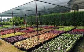 Szkółka Krzewów Ozdobnych Wrzos