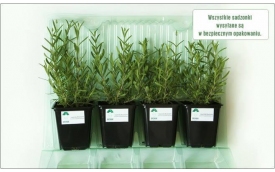 MICHAŁ GRZYBEK SADZONKI