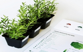 MICHAŁ GRZYBEK SADZONKI