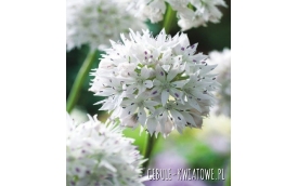 BENEX Tomasz Banaszkiewicz