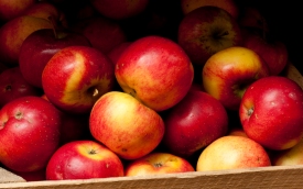 Gospodarstwo Dudek - Jabłko, gruszka czy pietruszka