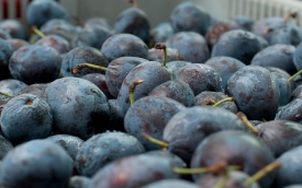 Gospodarstwo Dudek - Jabłko, gruszka czy pietruszka