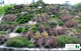 Tomaszek - Ogrody Tomaszek Małgorzata