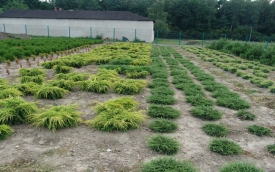 Dawid Centrum Ogrodnicze