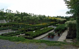 Dawid Centrum Ogrodnicze