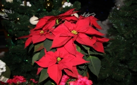 Dawid Centrum Ogrodnicze