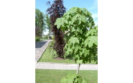 Szkółka Drzew i Krzewów Kroton